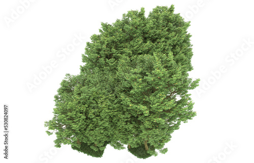 Forest on transparent background. 3d rendering - illustration