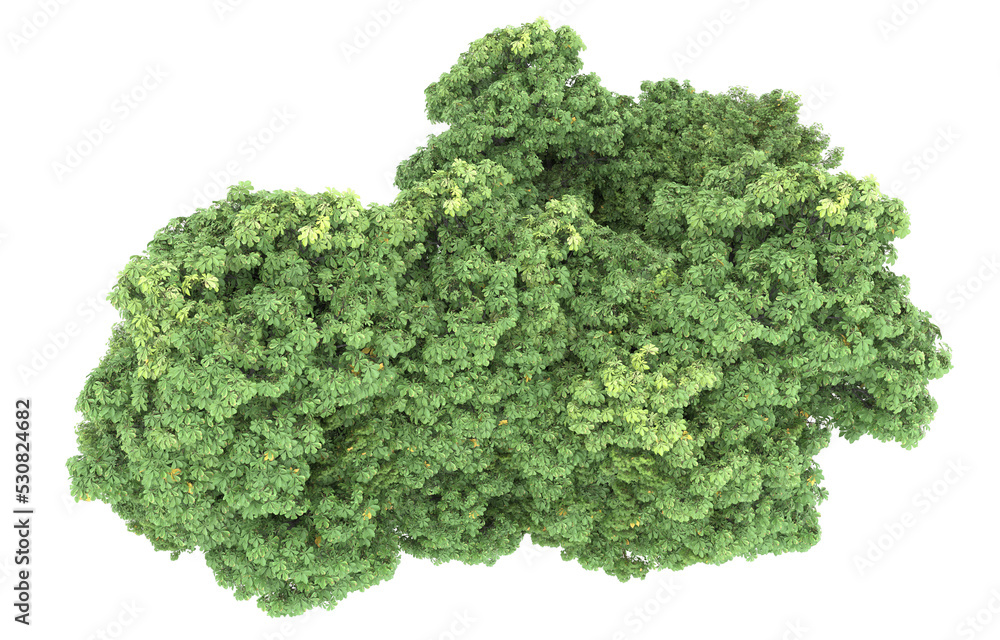 Forest on transparent background. 3d rendering - illustration Forest on transparent background. 3d rendering - illustration