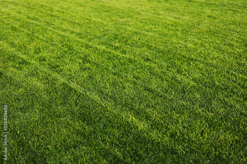 Green grass close-up. cut green juicy lawn. Alpine meadow densely overgrown with grass. Field of grass in perspective Green grass close-up. cut green juicy lawn. Alpine meadow densely overgrown with grass. Field of grass in perspective