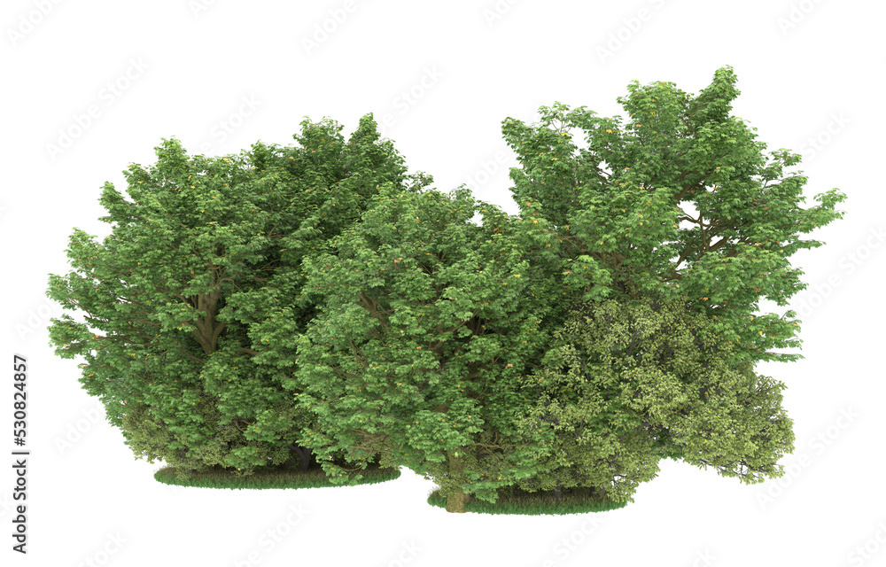 Obraz premium Forest on transparent background. 3d rendering - illustration