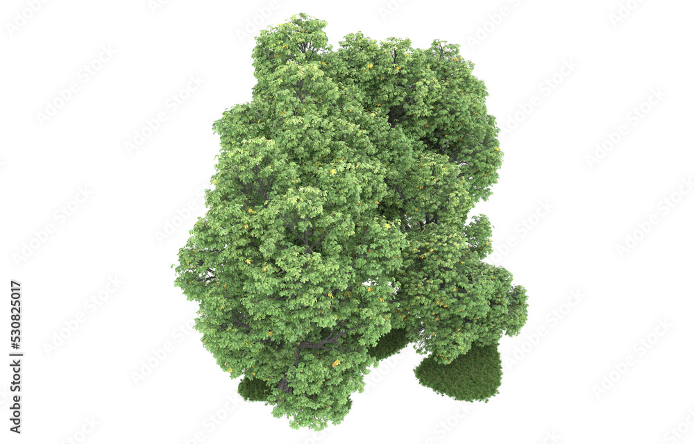 Forest on transparent background. 3d rendering - illustration Forest on transparent background. 3d rendering - illustration