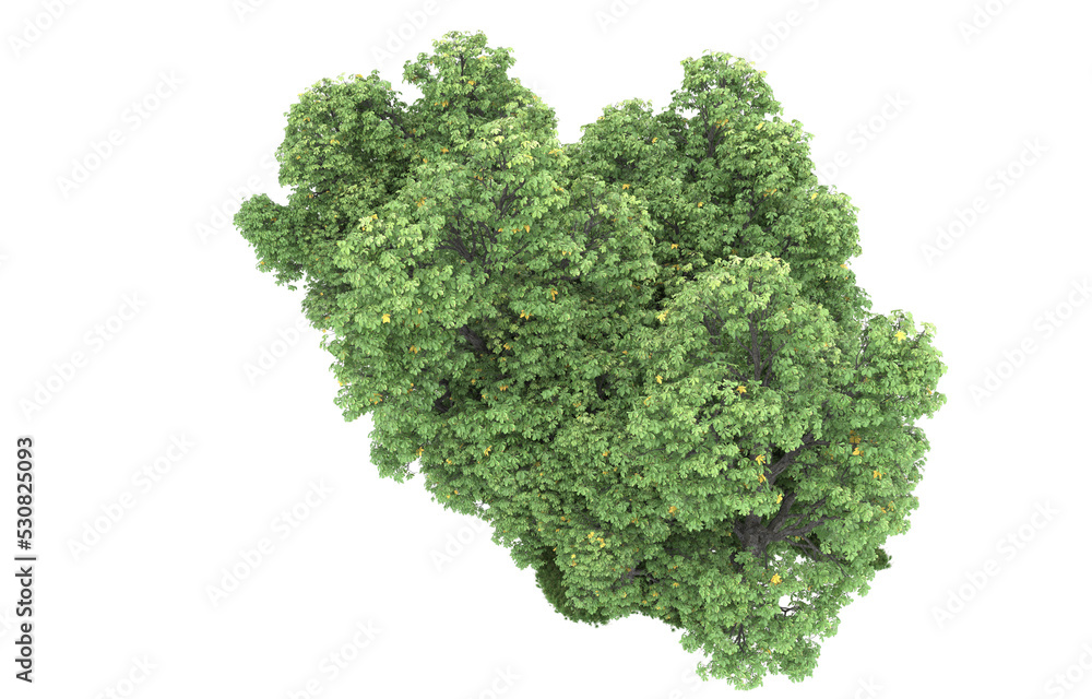 Forest on transparent background. 3d rendering - illustration Forest on transparent background. 3d rendering - illustration