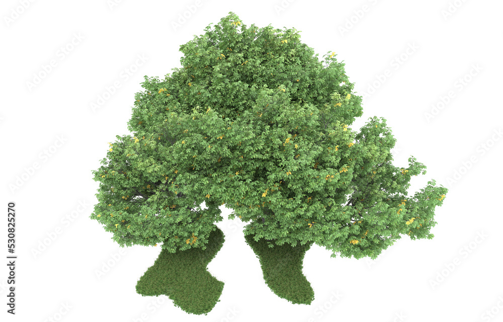 Forest on transparent background. 3d rendering - illustration Forest on transparent background. 3d rendering - illustration