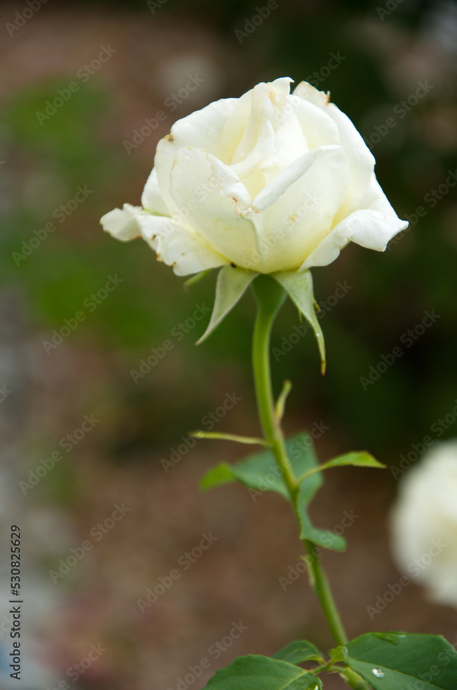 Fresh rose in the garden, white and pink with green leaves, blooms in the garden