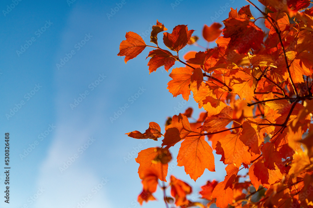 orange autumn leaves on branch. orange autumn leaves. autumn season with orange leaves. copy space orange autumn leaves on branch. orange autumn leaves. autumn season with orange leaves. copy space