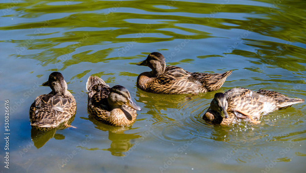 Several wild ducks are swimming in the water
Several wild ducks are swimming in the water