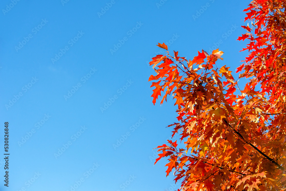 Red oak leaves on blue sky background
