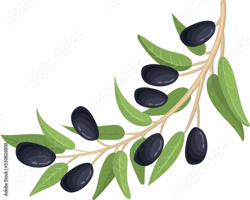 Black olive branch. Fresh plant. Natural product sign