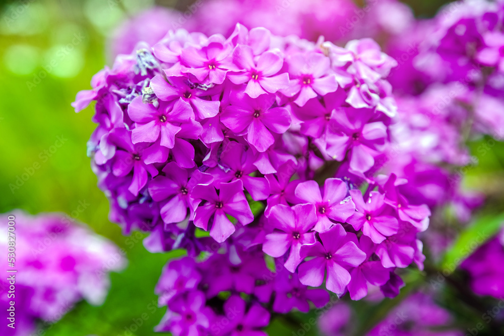 Phlox paniculata is growing in the country garden
Phlox paniculata is growing in the country garden