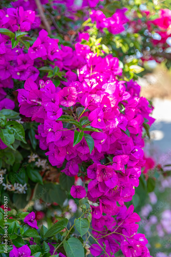 Fototapeta premium Flowering bougainvillea on Corfu Island