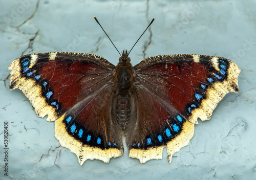 big mourning butterfly on a gray background,