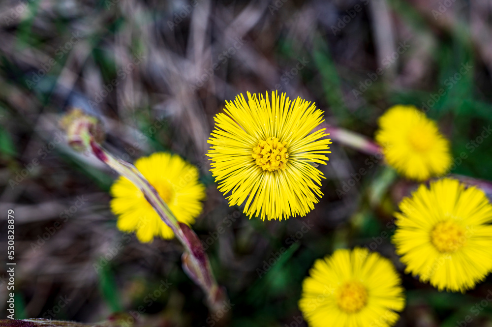 Close-up of yellow Tussilago farfara flower with dark blurred background. Close-up of yellow Tussilago farfara flower with dark blurred background.