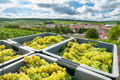 Vendanges raisins en Champagne. Caisses de raisins. Village de Mesnil sur Oger en arrière-plan photo