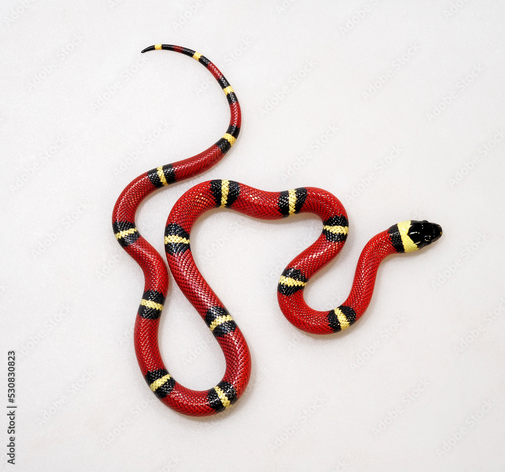 Naklejka premium Sinaloan milk snake // Sinaloa-Dreiecksnatter, Sinaloa-Milchschlange (Lampropeltis polyzona 