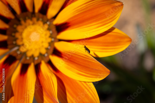 Beautiful red  orange and yellow flower with a bug walking on a leaf.