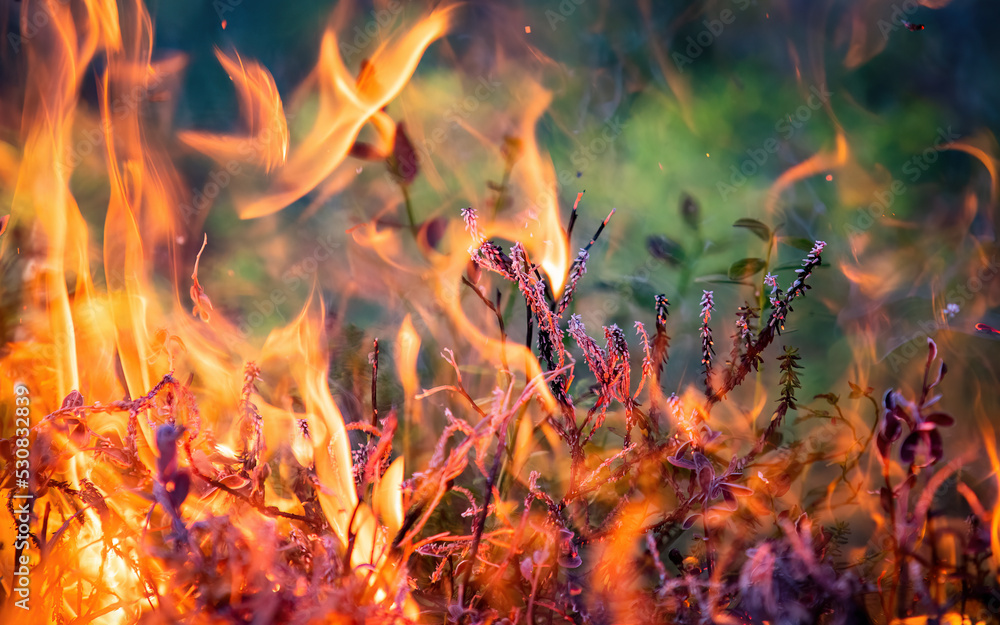 Forest fire in Norwegian pine forest with negative space Forest fire in Norwegian pine forest with negative space
