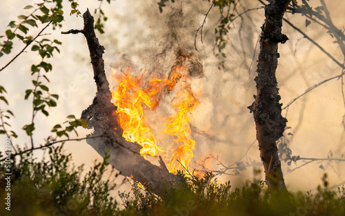 Forest fire in Norwegian pine forest with negative space © CecilieBerganStuedal