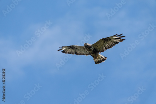Rough-legged buzzard (Buteo lagopus) © Johannes Jensås
