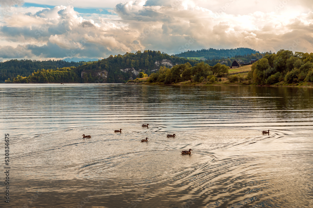 Naklejka premium View at Czorsztynskie Lake in the evening sun. Rocky hills covered with forest on the other side of the lake. A flock of ducks floating on the water surface.