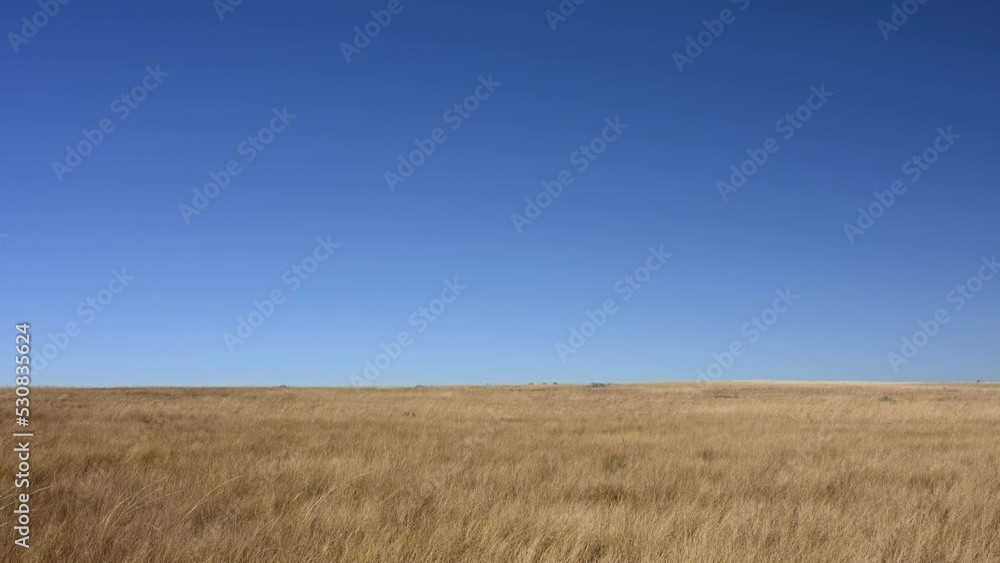 Minimalist outdoor scene of dry blowing wild grass under a bright blue sky. Minimalist outdoor scene of dry blowing wild grass under a bright blue sky.