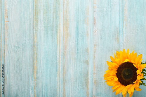 Sunflowers. Beautiful sunflower on old blue wooden board. Flat lay top view copy space. Summer banner. Mock up for design. Sunflower natural background. Top view.