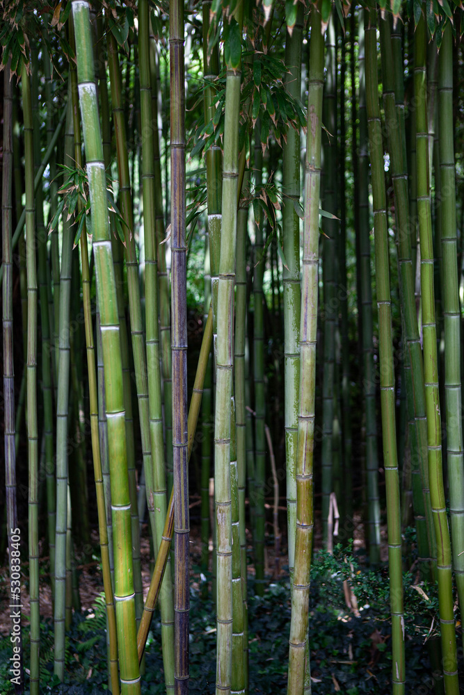 Plant background of a large garden in Asia Plant background of a large garden in Asia