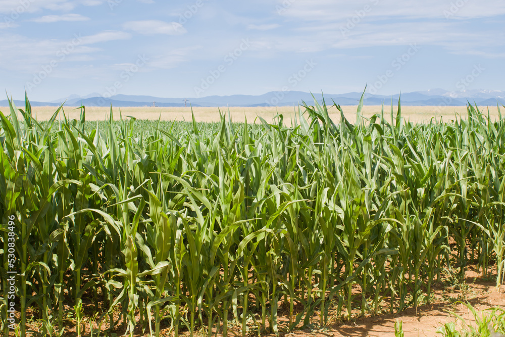 Corn Corn