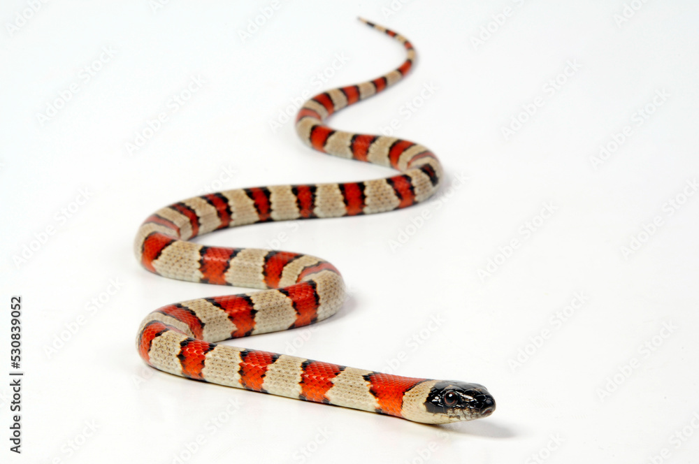 Fototapeta premium Milk snake // Milchschlange, Rote Königsnatter, Dreiecksnatter (Lampropeltis triangulum)