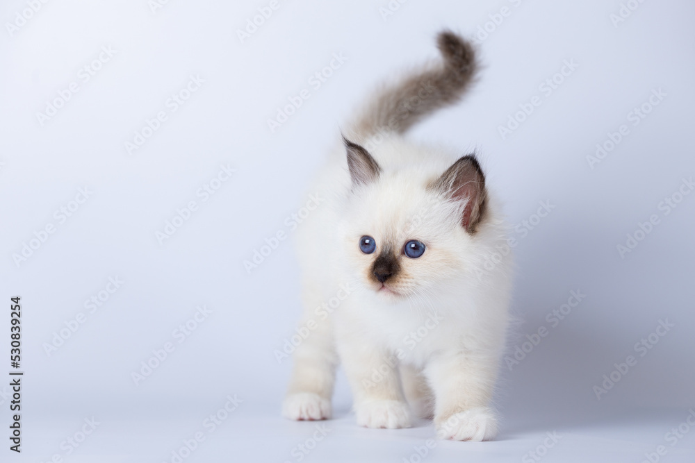 Sacred Birman kitten on a light background, birma