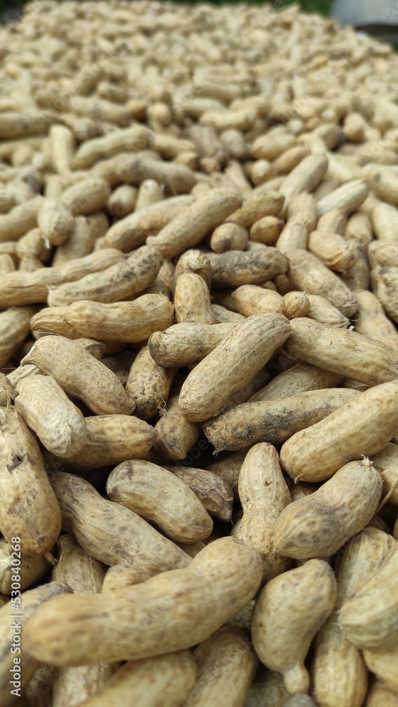 Peanut in the shell. Food background of peanuts, healthy vegan food Peanut in the shell. Food background of peanuts, healthy vegan food