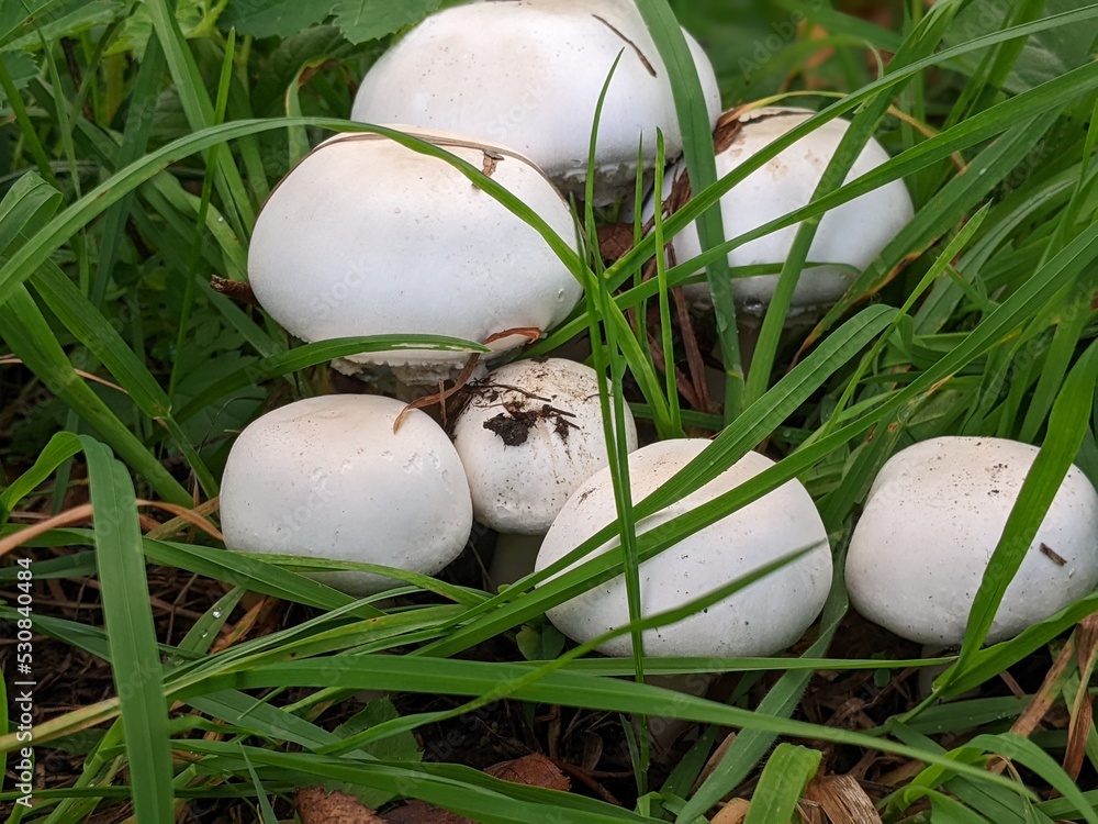 Edible mushroom Agaricus arvensis under spruce. Known as horse mushroom