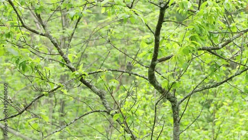 European songbird Dunnock perched on a late spring day in the middle of lush woodland in Estonia photo