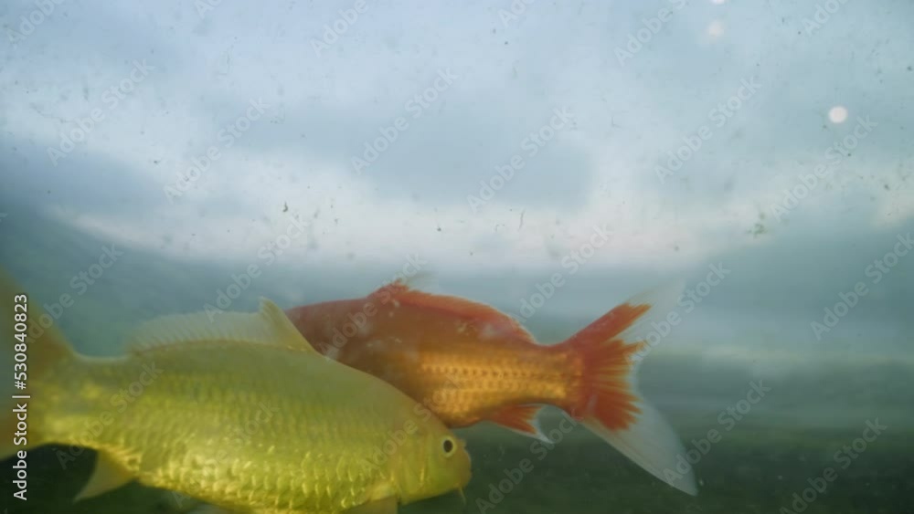 Video Stock Closeup fish eating and swimming in dirty water behind