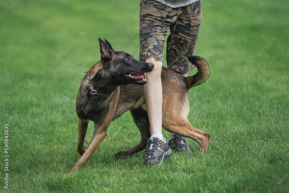 dog Belgian Shepherd Malinois in the park dog Belgian Shepherd Malinois in the park