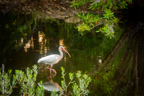 Ibis in a pond in Key West Florida