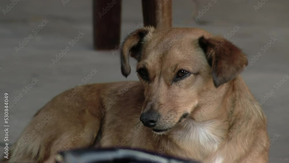 Sleepy Dog Slowly Falling Asleep. Close Up. Sleepy Dog Slowly Falling Asleep. Close Up.