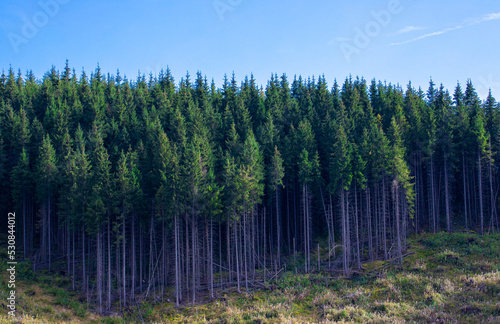 The edge of a forest from which there was deforestation