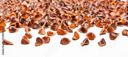 Gesammelte Bucheckern Nüsse als Wildfrüchte