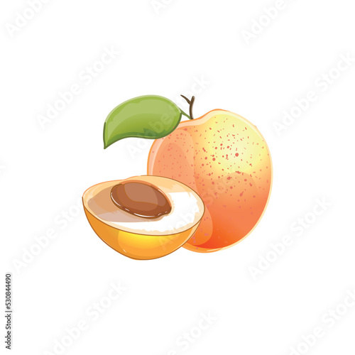 apricot (Prunus armeniaca) fruit isolated on a white background