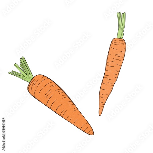 Two delicious sweet organic carrots - freehand watercolor illustration