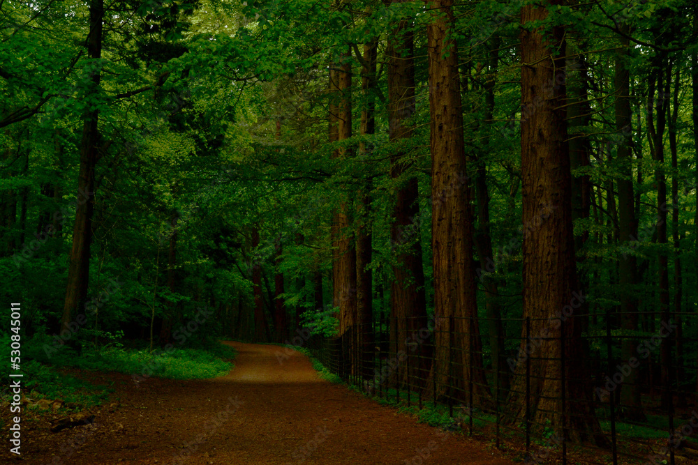Fototapeta premium path in the woods