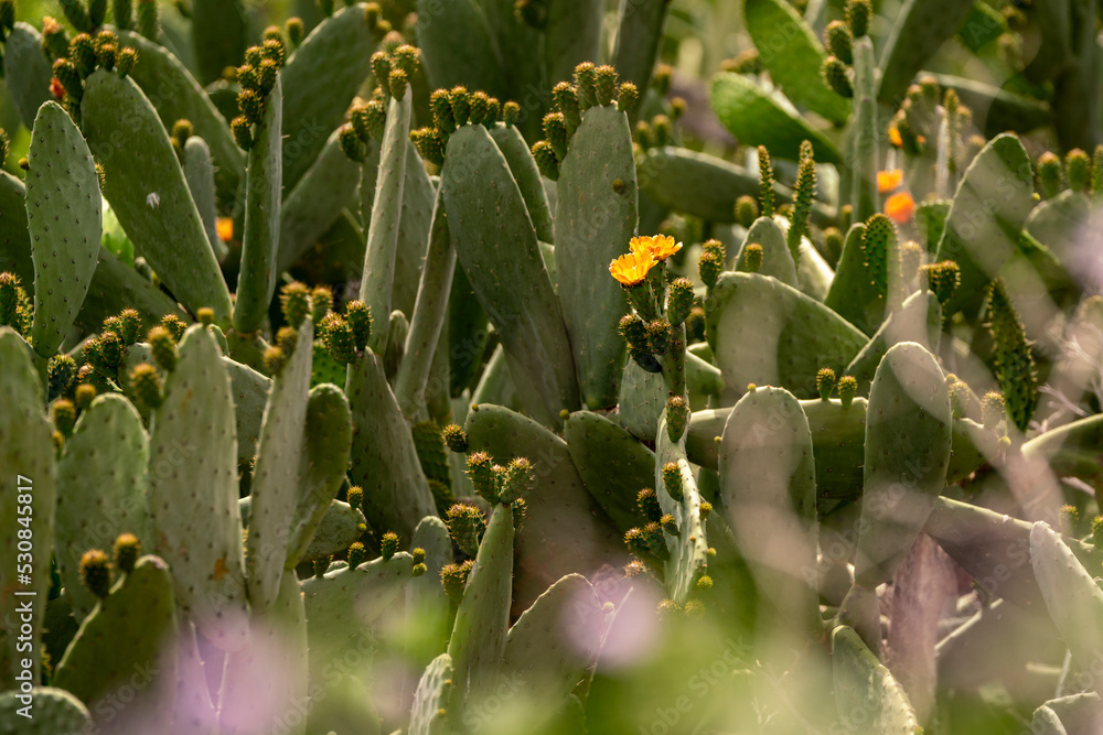 Cactus with beautiful orange flower Cactus with beautiful orange flower