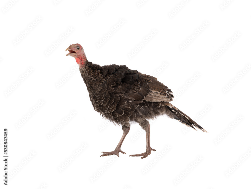turkey with open mouth goes isolated on white background turkey with open mouth goes isolated on white background
