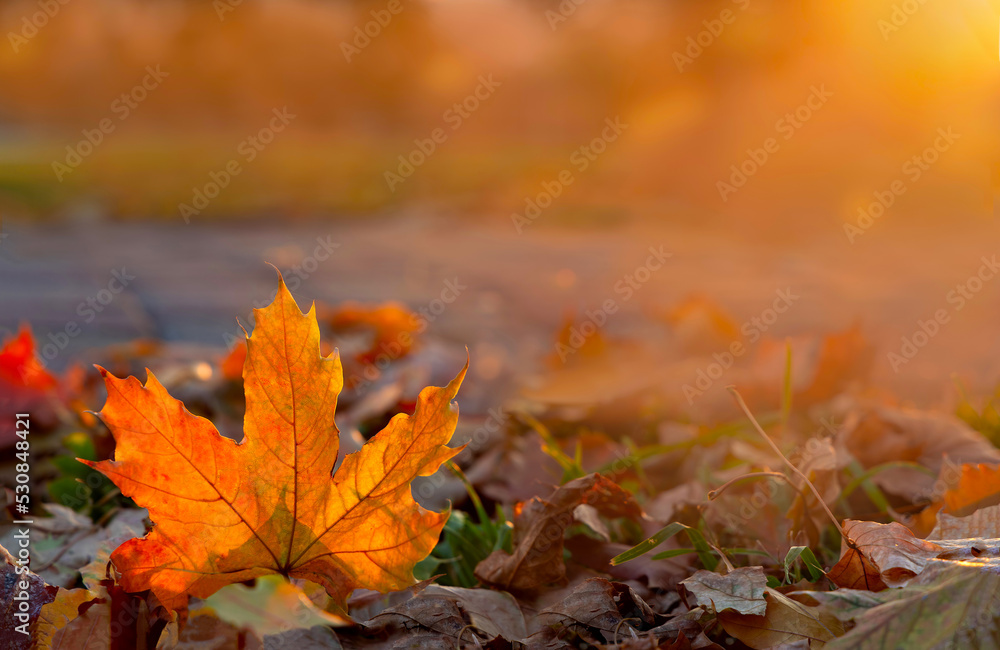Autumn maple leaf glows in sun rays. Fallen foliage in city park close-up. Warm natural backlit background.	