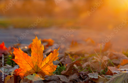 Autumn maple leaf glows in sun rays. Fallen foliage in city park close-up. Warm natural backlit background. 