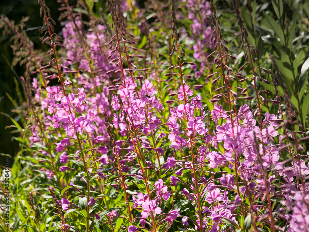 Obraz premium Pink Wildflower