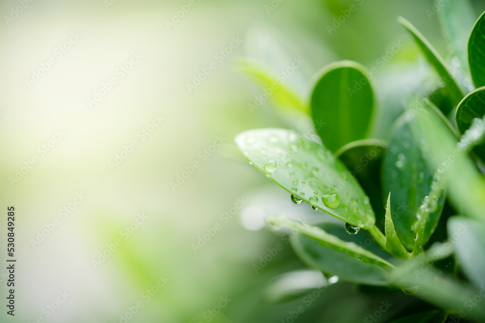 Nature of green leaf in garden. Natural green leaves plants using background cover page environment ecology or greenery wallpaper Nature of green leaf in garden. Natural green leaves plants using background cover page environment ecology or greenery wallpaper