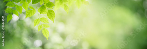 Nature of green leaf in garden. Natural green leaves plants using background cover page environment ecology or greenery wallpaper