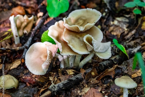 Closeup of Tricholoma columbetta, commonly known as dove-coloured tricholoma. photo