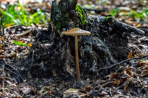 Closeup of a small brown mushroom. Conocybe siliginea.